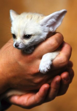 fennec fox 1