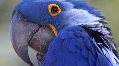 african red parrot african red