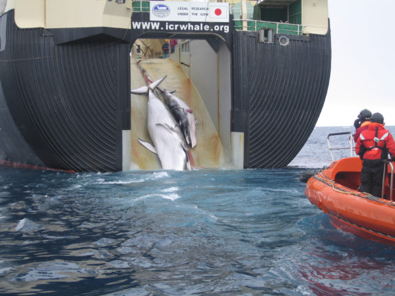 japan factory ship nisshin maru whaling mother and calf