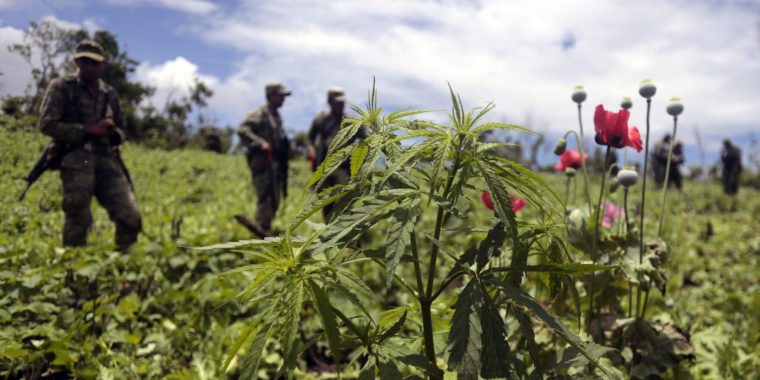 o marijuana mexico facebook