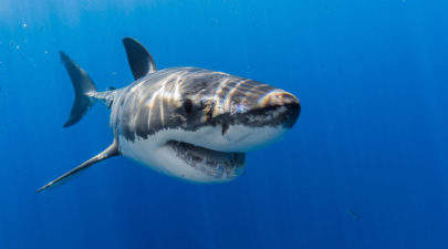 Really great white sharks I photograph the species in a hopefully non scary way 1 880