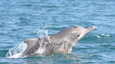 just popped up to share the news that you can help save the dolphins