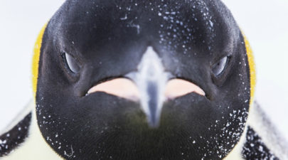 penguin close up