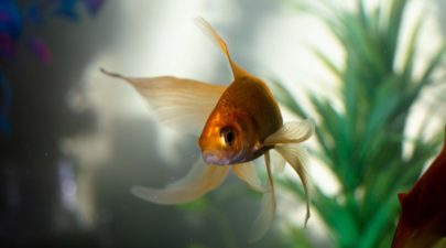 goldfish in water 2053815