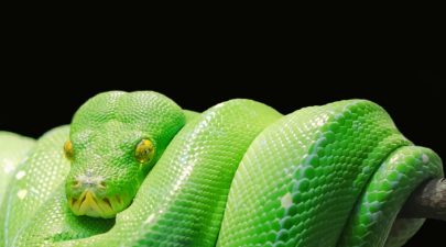 green tree python 543243 1920