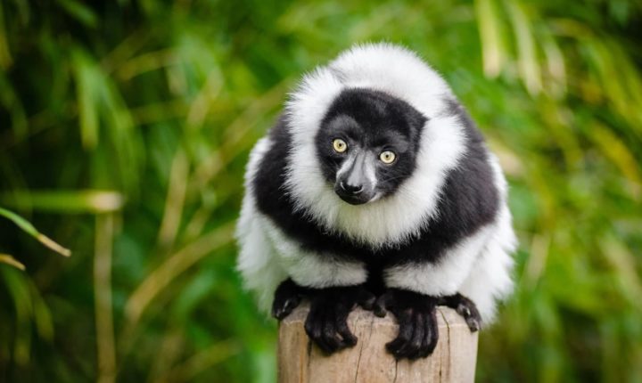 lemur