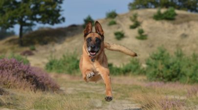 malinois 672839 1920