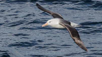 black browed albatros 4821022 1920