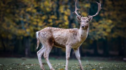 roe deer gb2c6f30d0 1920