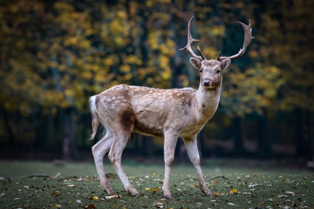 roe deer gb2c6f30d0 1920