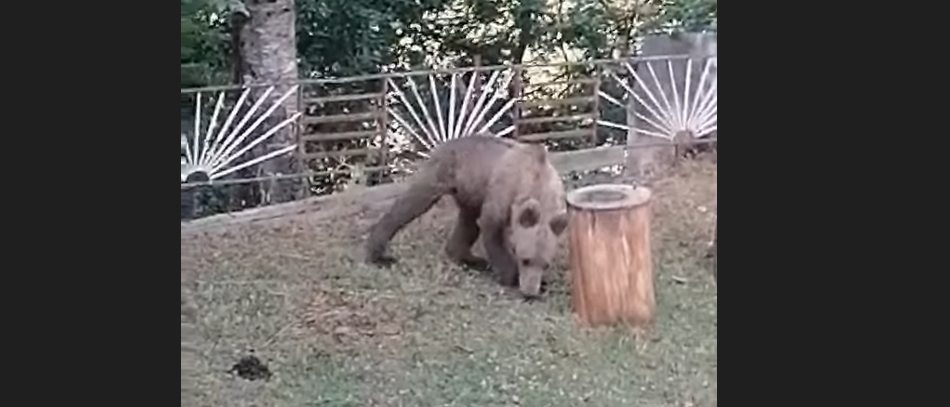 Αρκούδα στην... αυλή στο Περιβόλι 0 1 screenshot