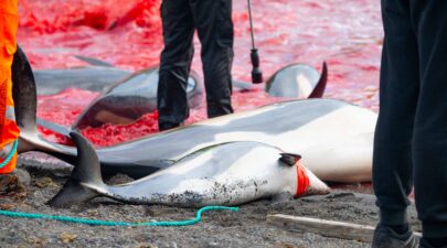 BenStiff Grind White Sided Dolphins Faroe Islands 07Sept Top 17 Stills 3676