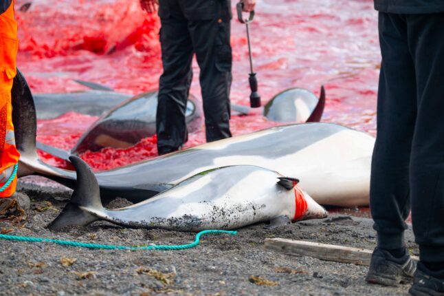 BenStiff Grind White Sided Dolphins Faroe Islands 07Sept Top 17 Stills 3676