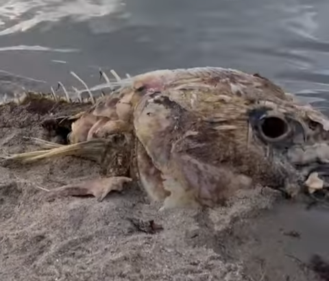 What is THAT Massive spooky seabeast washes up after storm 0 5 screenshot 1