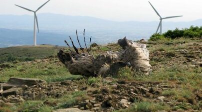 anemogennitries evros dadia