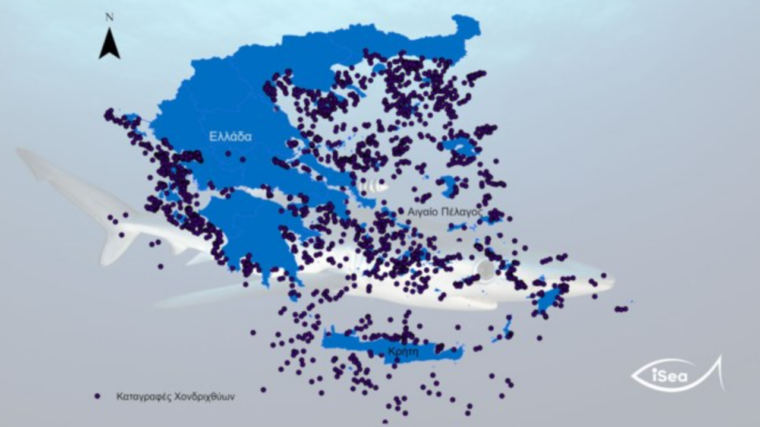 Γεμάτες με καρχαρίες και σαλάχια οι ελληνικές θάλασσες: Αναλυτικά ο χάρτης  της iSea | Το Κουτί της Πανδώρας